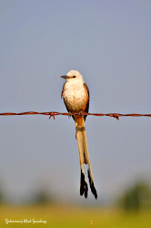 scissor flycatcher tailed bird tail flight wings wednesday outdoor