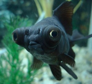 Macam dan Jenis Ikan Koki Paling Cantik - Cara Budidaya Ikan