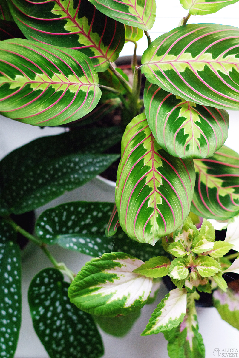 Plants, photo by Alicia Sivertsson.