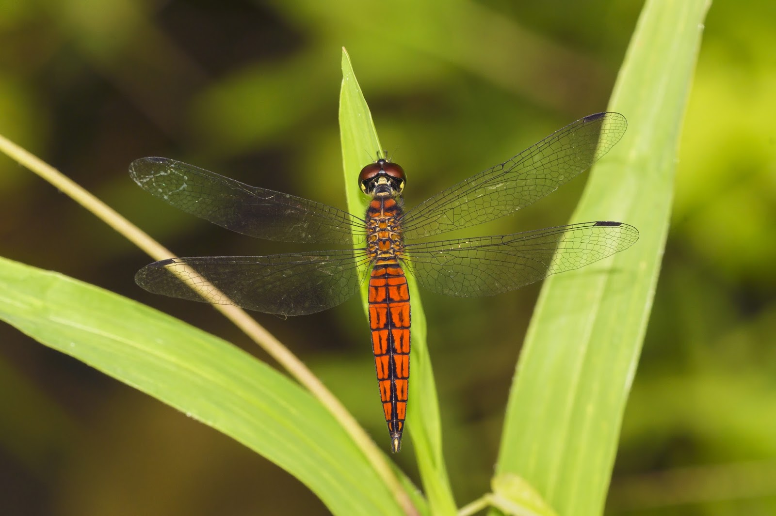 Insects: Lyriothemis acigastra male at Kadavoor
