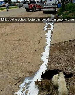 cats drinking spilt milk from gutter in road