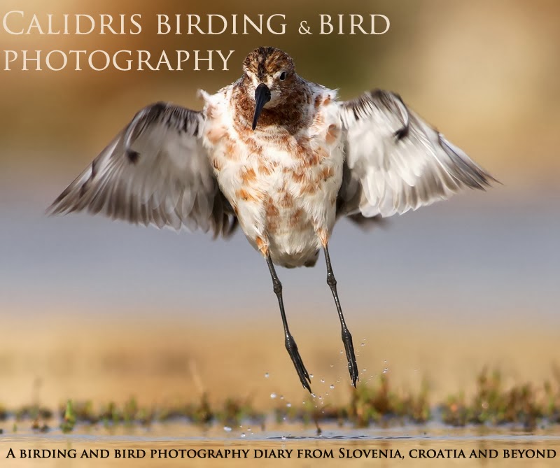 Calidris birding and bird photography
