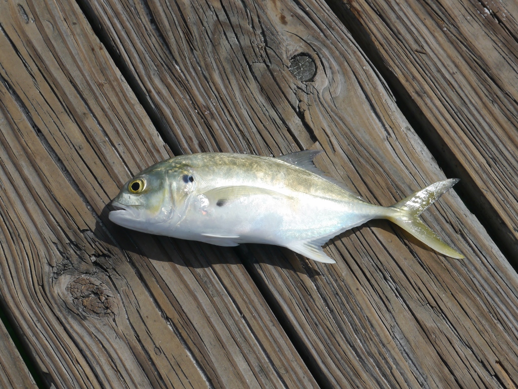 poisson non identifié dont les dauphins raffolent Naples Floride Pier Plage poissons