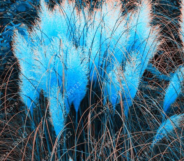 Mudflower Fake blue pampas grass seeds