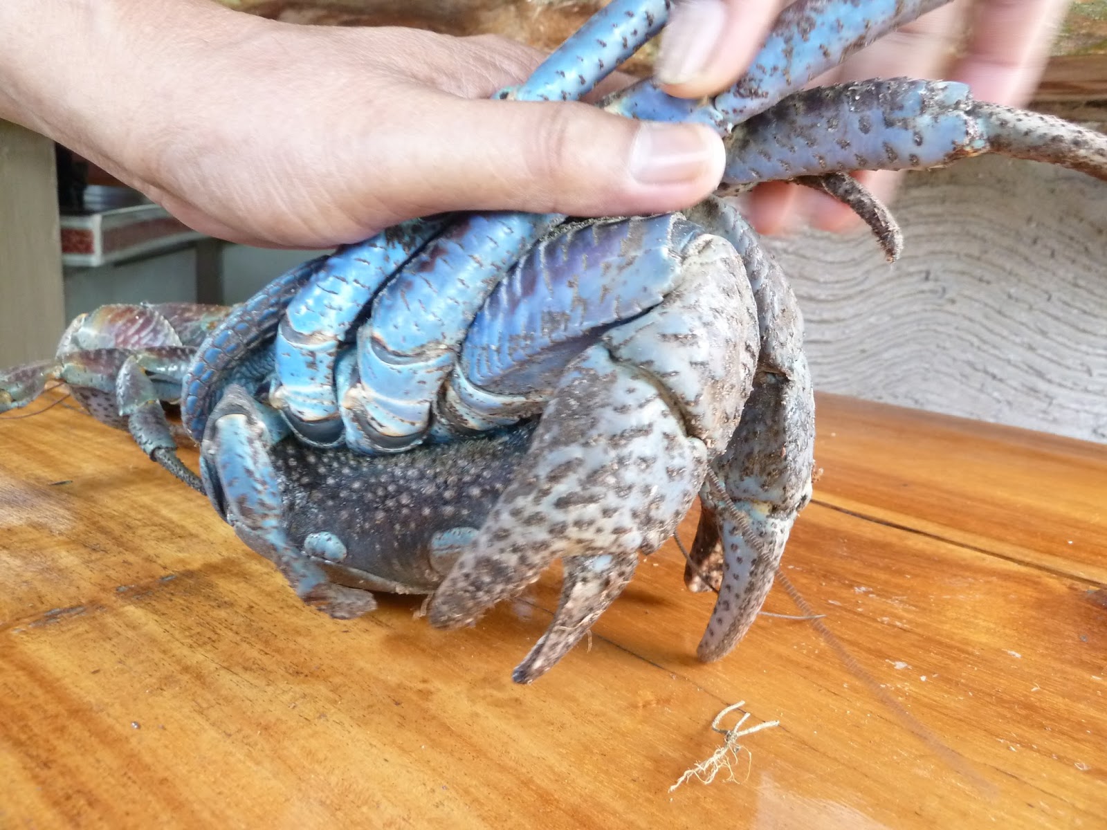 Connecting Coconut Crab Acrobatics 101