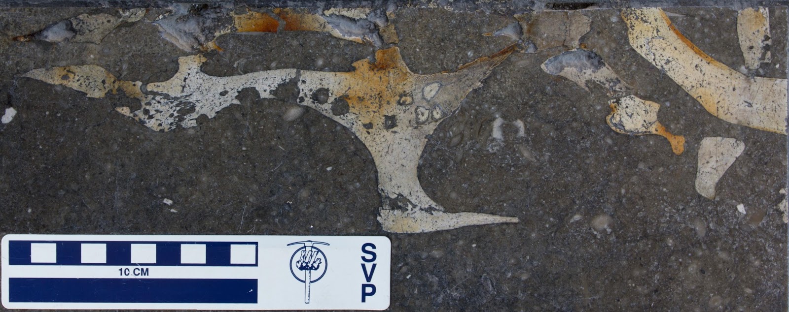 Fossils under your feet Ancient sea cow found in Spanish street The