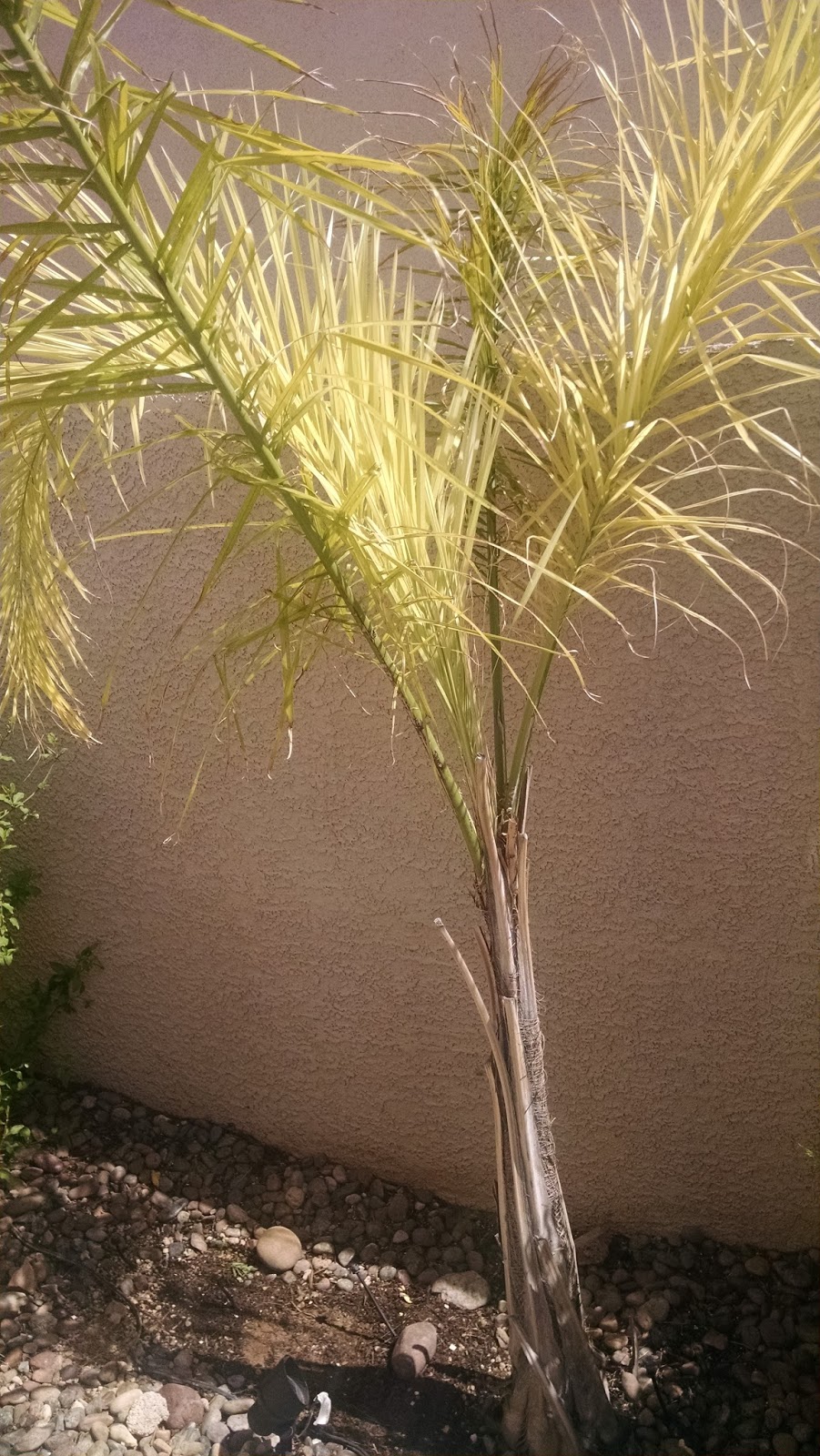 Xtremehorticulture of the Desert Why Is My Queen Palm Yellow?