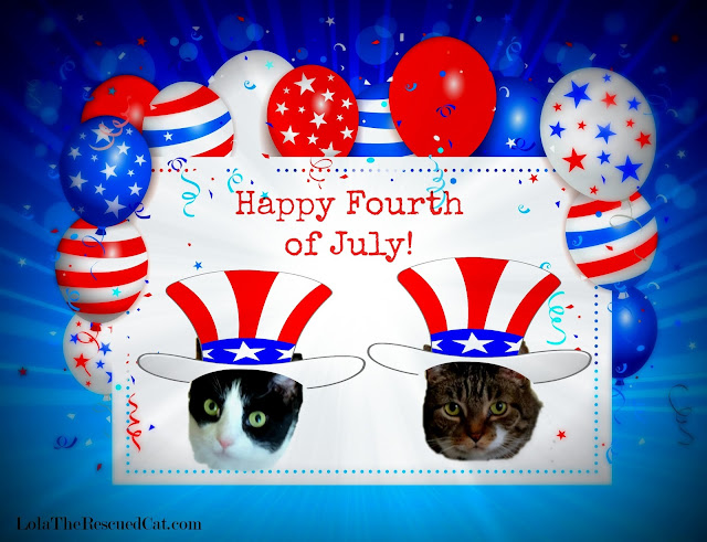 fourth of july cats