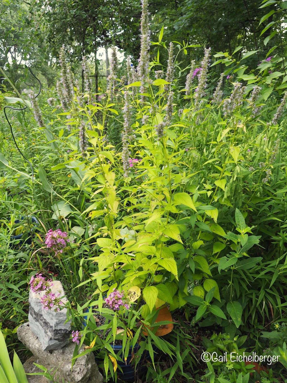 clay and limestone Wildflower Wednesday Growing Wildflowers in Containers