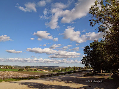 Scenic View of Doce Robles Vineyard, Paso Robles, © B. Radisavljevic
