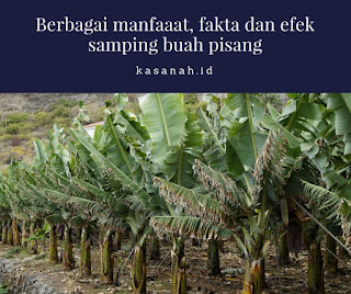 kebun pisang kebun pisang