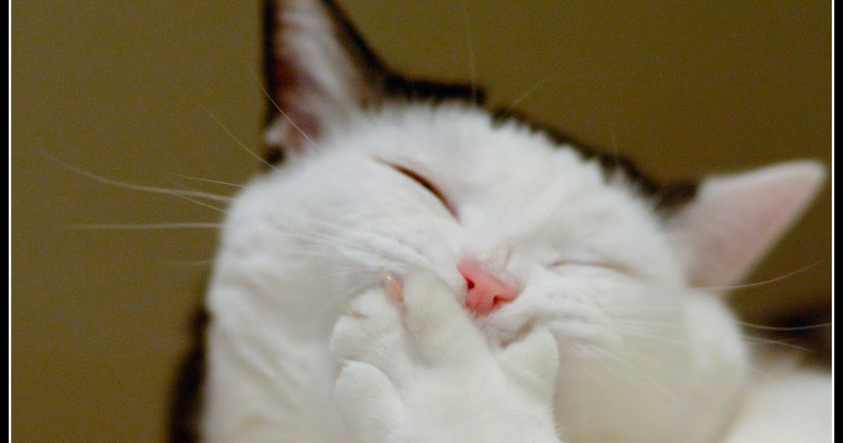 What are the best treatment for curing cat allergies? do