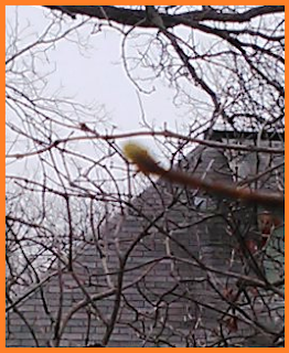 Horribly blurry green bud poking out from the tip of a branch.