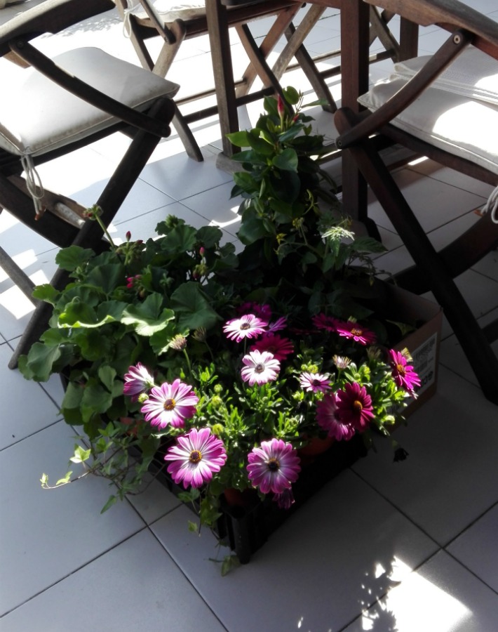 Consejos para plantar flor de temporada