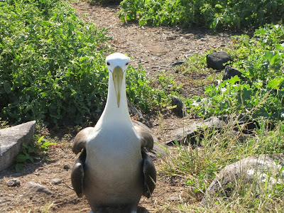 Albatross Esganola Island Galapagos Suarez Point