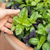 Benefits of Basil ( Top Basil use for Effective Home Remedies )