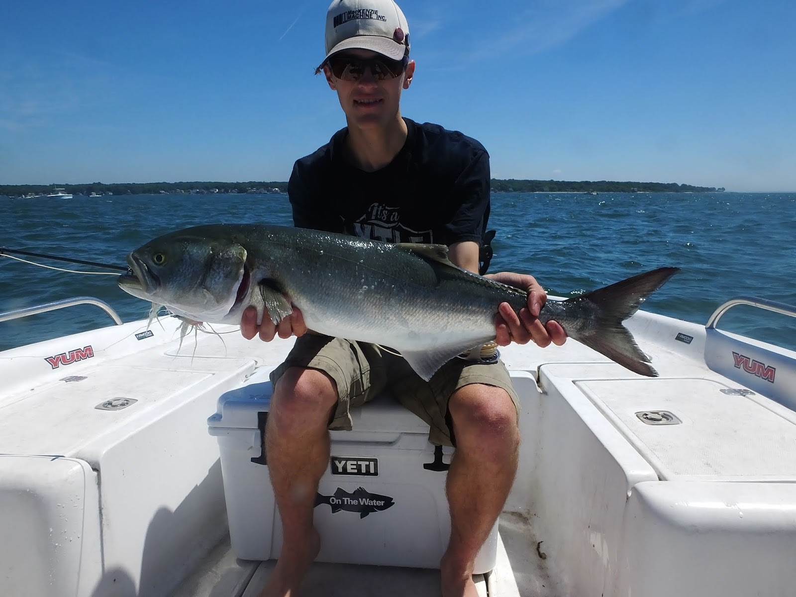 Connecticut Fly Angler Species Profile Bluefish