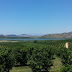 USAID supports the cultivation of mandarin in Albania
