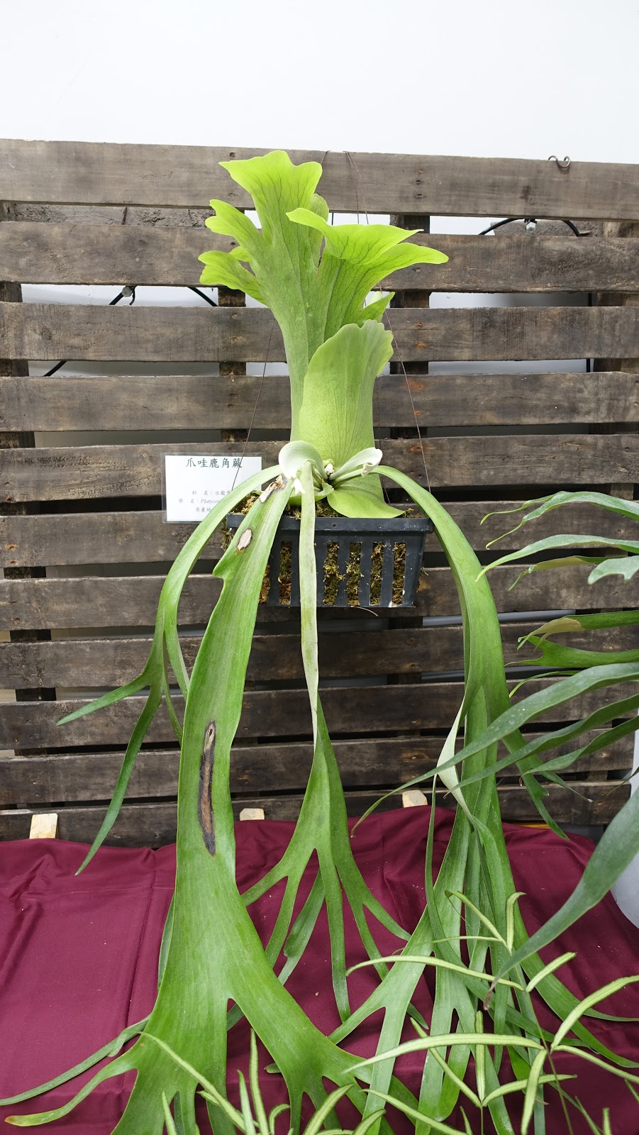 苔蘚記 宜蘭大學 蕨綻藝世界 展 中