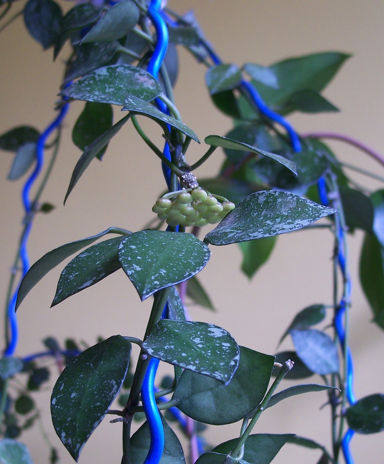 Hoya plants (mum çiçeği)
