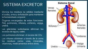 sistema excretor