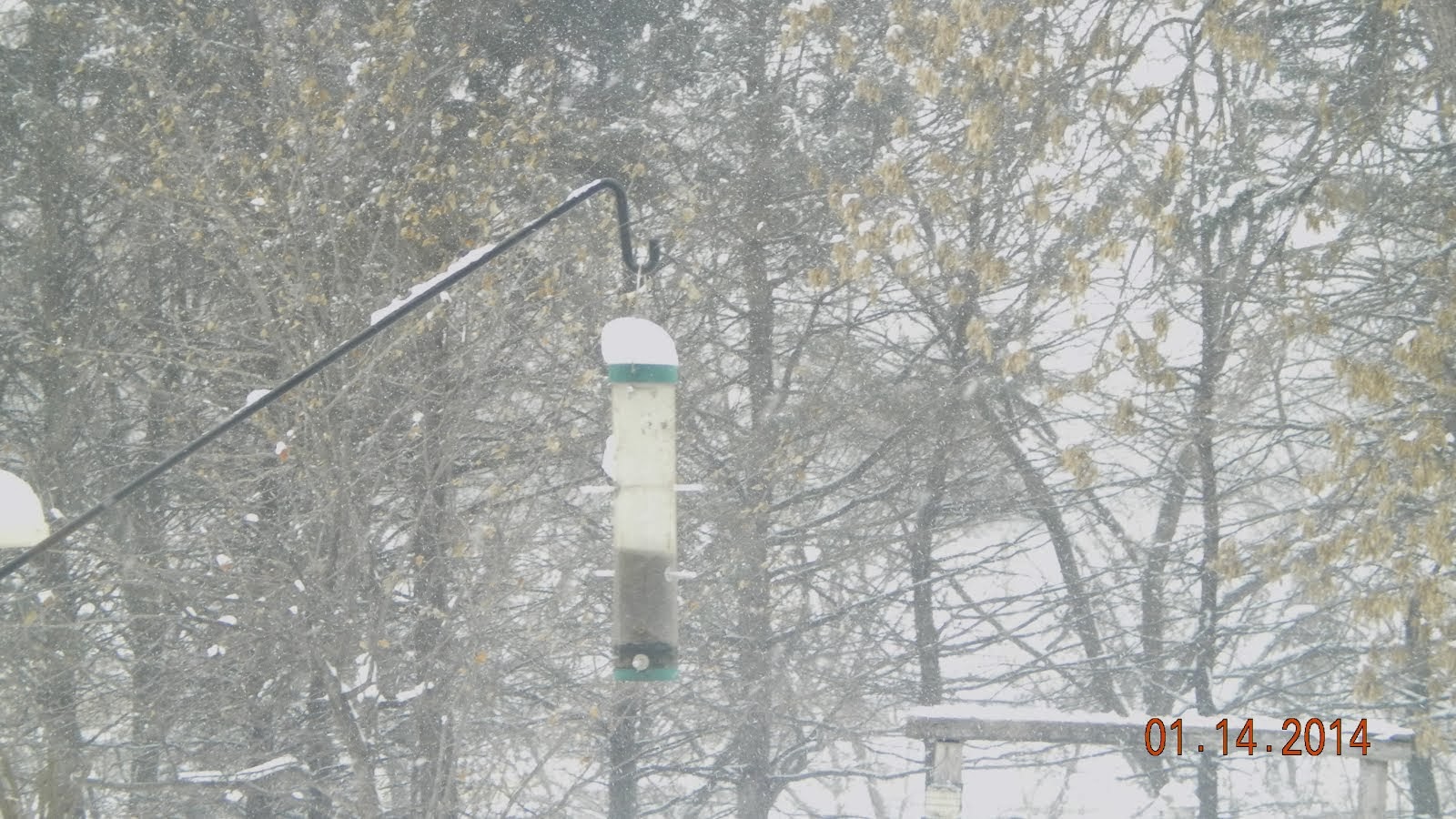 3 inches overnight, atop thistle feeder