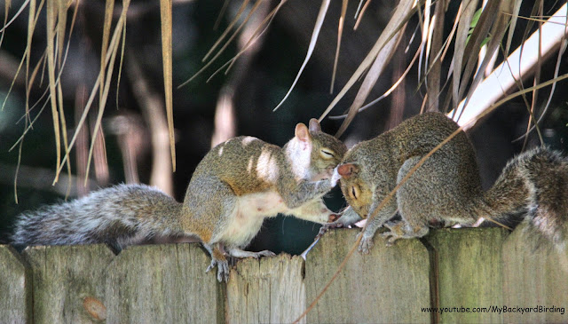 Squirrel Mother and Father