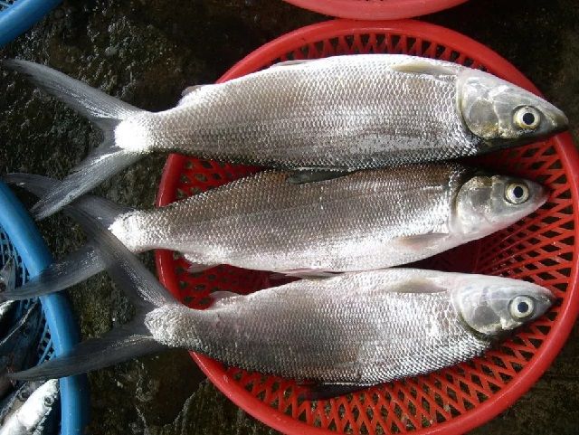 Gambar Ikan Bandeng Air Tawar Payau Dan Air Laut