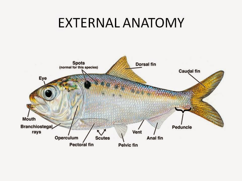 SCIENCE IN THE SCHOOL DISSECTION OF A FISH