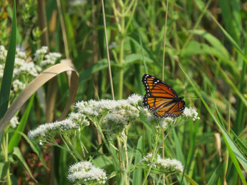 monarch