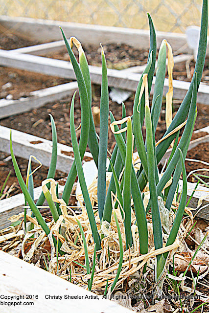 green onions sprouting up first signs of spring march 2016 blog post perspective matters Christy Sheeler artist