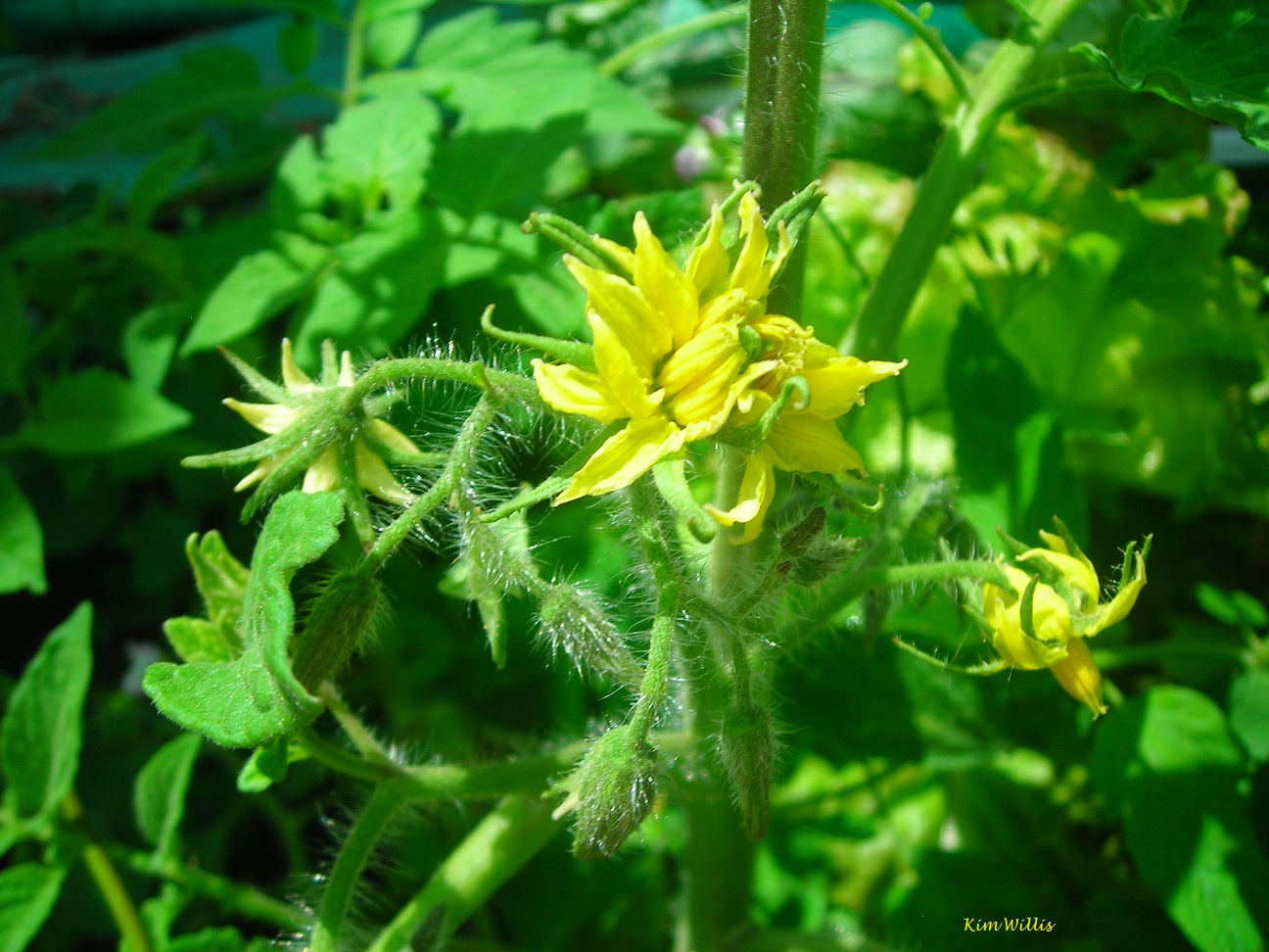 Gardening Granny�s Gardening Pages May 24, 2016, Kim’s