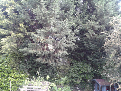 Garden Progress Felling Leylandii trees Felling Leylandii trees