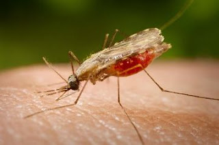 Mosquito anopheles