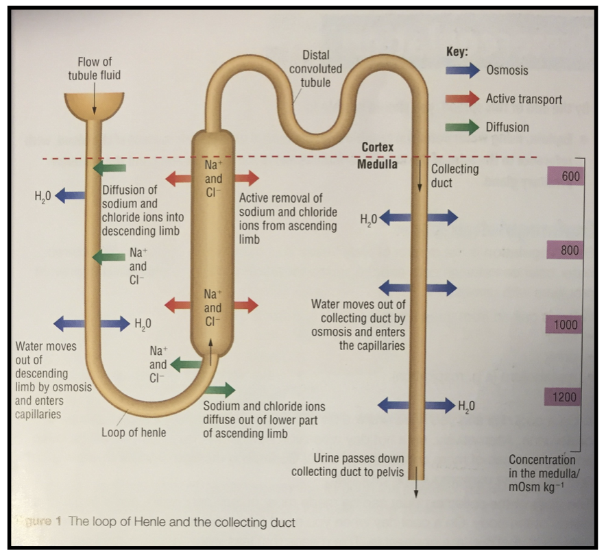 aqa a2 biology synoptic essay Buy aqa a2 biology: writing the synoptic essay on amazoncom free shipping on qualified orders. aqa a2 biology synoptic essay Buy aqa a2 biology: writing the synoptic essay on amazoncom free shipping on qualified orders.