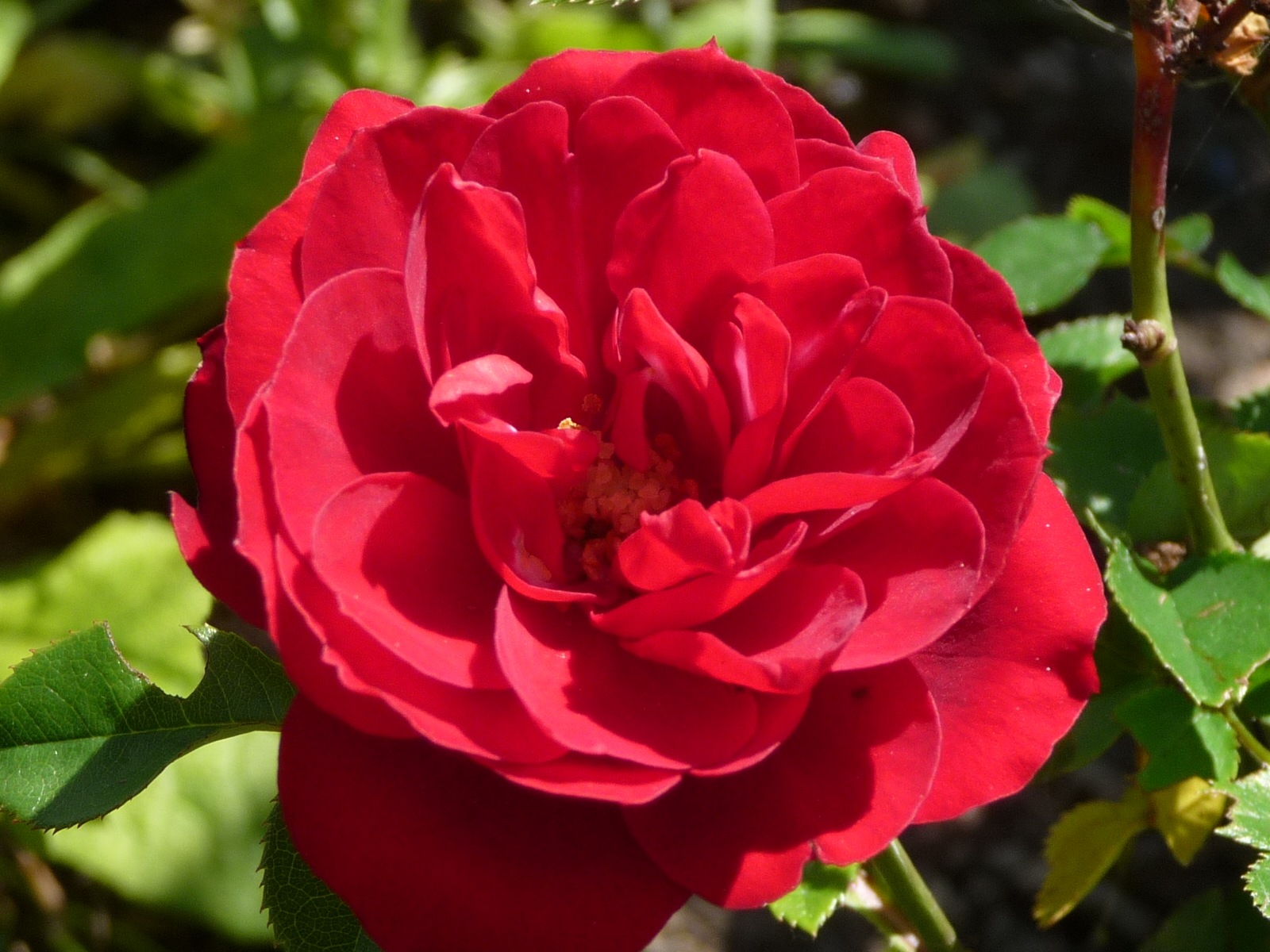 Samtpfoten Mit Krallen Rote Rosen Im Garten
