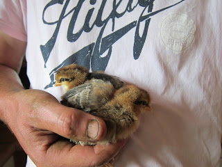 Tales from Swallow Farm: Cayugas and Cream Legbars