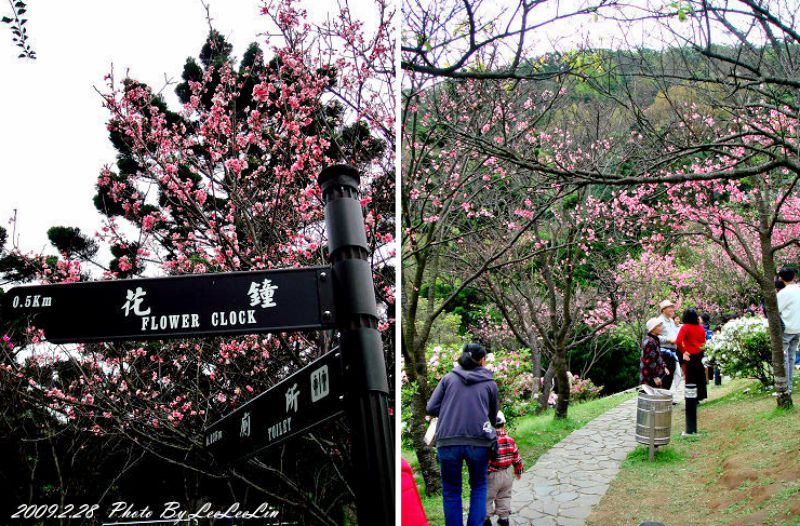 台北陽明山國家公園花季