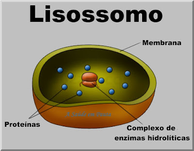 Esquema mostrando a estrutura e composição de um lisossomo