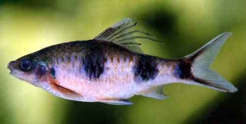 Peixe do gênero Dawkinsia
