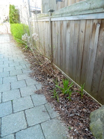 Toronto Roncesvalles spring garden cleanup before  Paul Jung Gardening Services