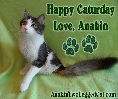 Happy Caturday Love Anakin The Two Legged Cat