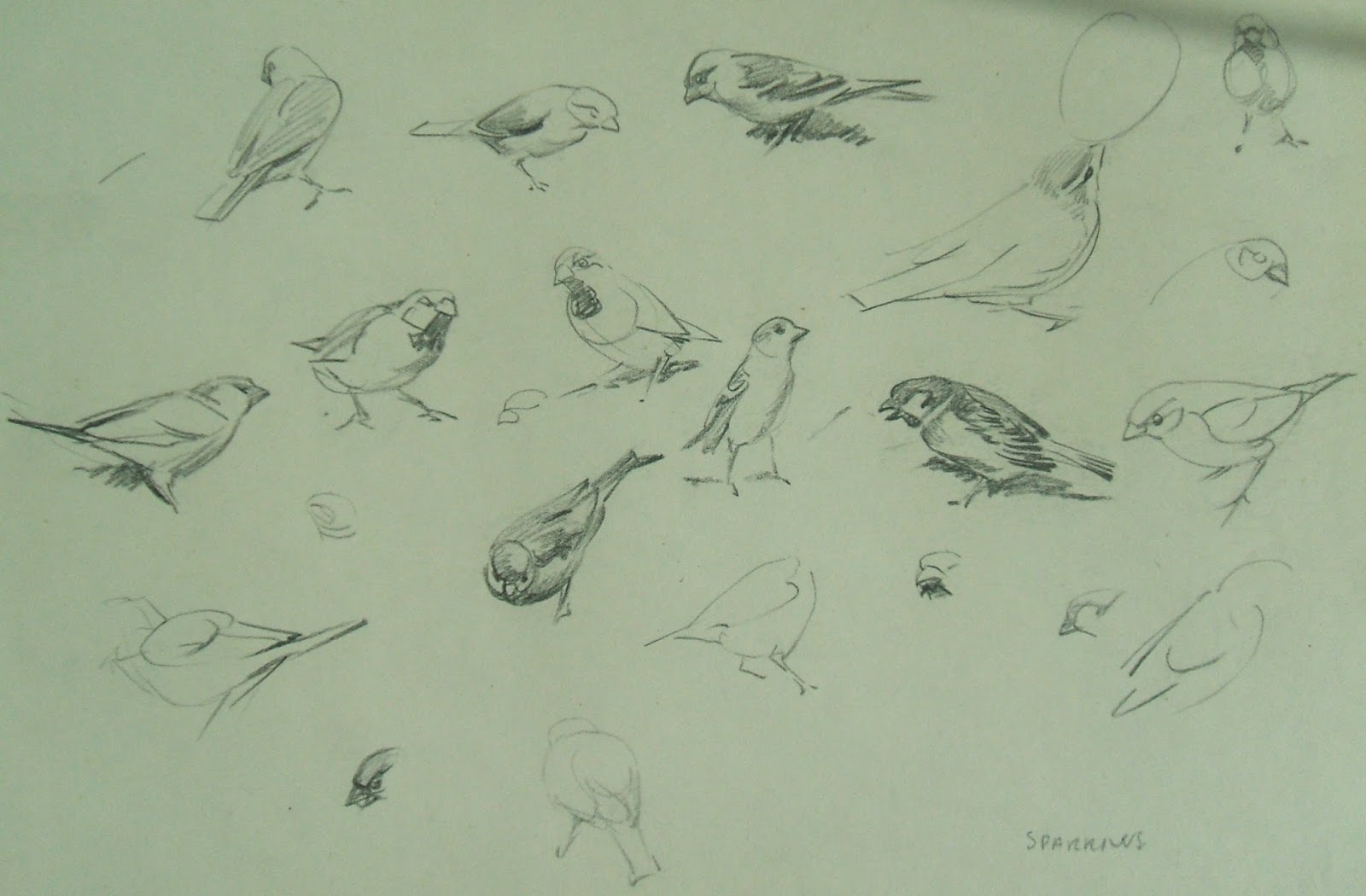 Raymond Sheppard bird sketches (Part 2)