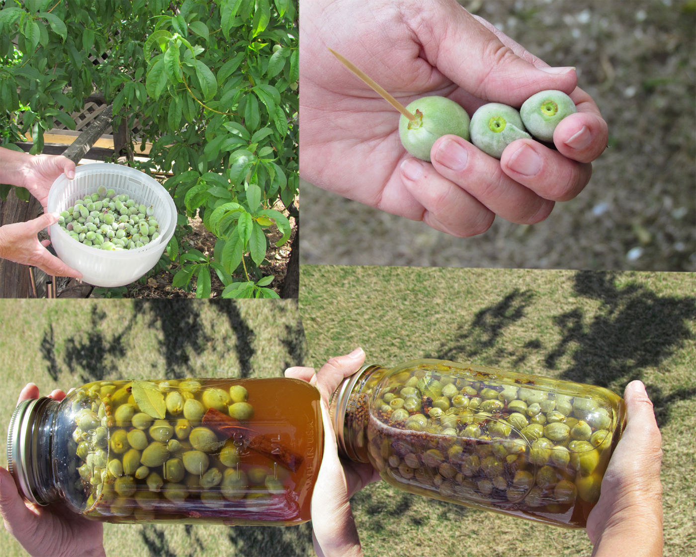 Edible Herbs, Flowers & Other Edibles Grow Your Own Dinner! Thinning