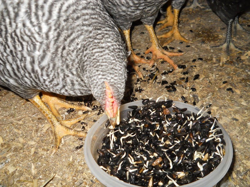 Alisha's Homesteading Blog Growing Black Oil Sunflower Seed Sprouts