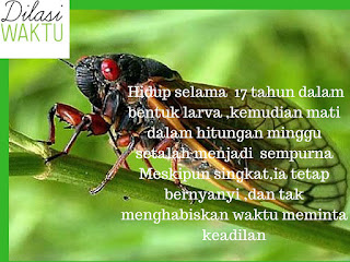 Taukah anda? tonggeret merupakan vampir tumbuhan dan berumur 17 tahun lebih Taukah anda? tonggeret merupakan vampir tumbuhan dan berumur 17 tahun lebih