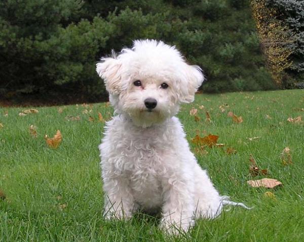 Bichon Frise Puppy Pictures and Information | Puppy Pictures and 
