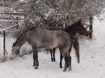 Konie, jazda konna w zimie