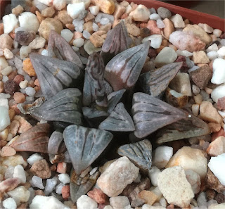 Haworthia 