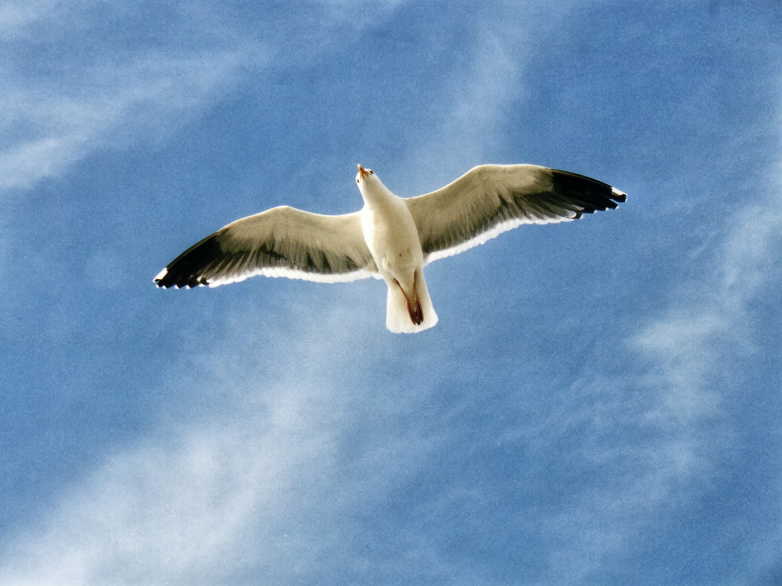Пролетевший над головой. Jonathan Livingston Seagull 1973. Чайка Ливингстон. Чайки летают.